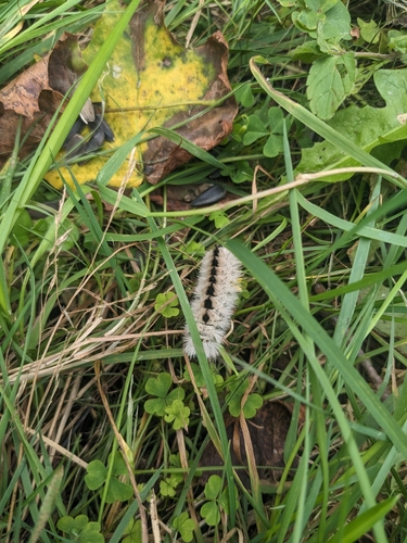 Hickory Tussock Moth