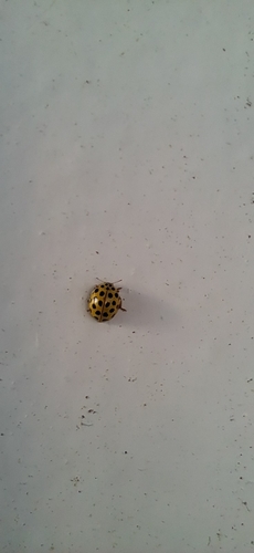 22-spot Ladybird