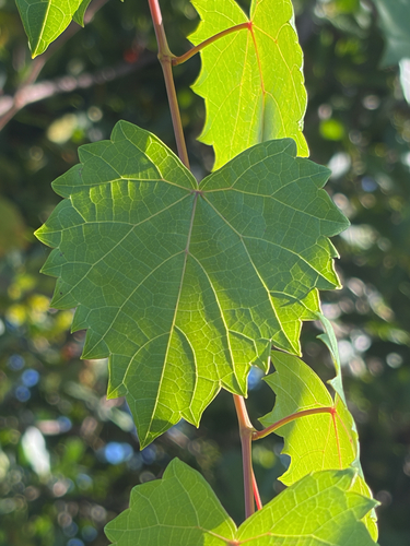 muscadine