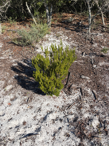 Florida rosemary