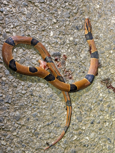 Oreocryptophis pulchra