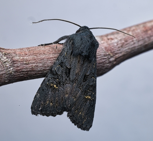 Black Rustic