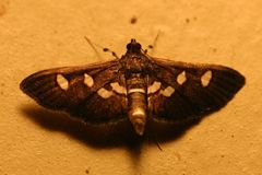 Desmia subdivisalis