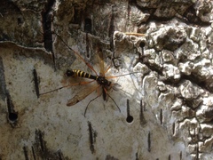 Ctenophora flaveolata