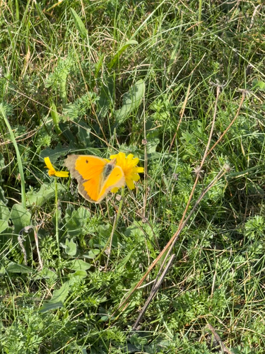 Clouded Yellow