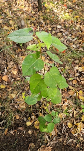 Наблюдение на iNaturalist