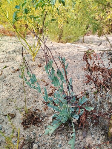 Glaucium flavum, photograph 1