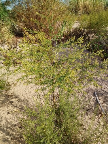 Artemisia annua, photograph 1