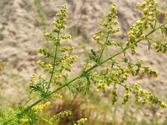 Artemisia annua
