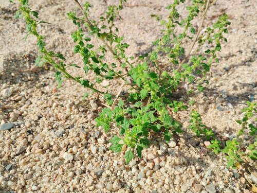 Clammy goosefoot (Dysphania pumilio)