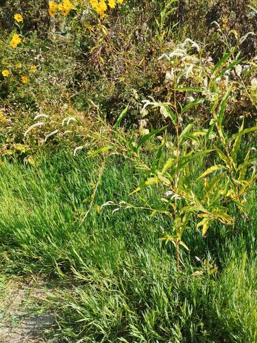 Persicaria lapathifolia, photograph 5