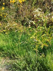 (c) Josep Gesti, some rights reserved (CC BY-SA) Persicaria lapathifolia, photograph (c) Josep Gesti, some rights reserved (CC BY-SA)