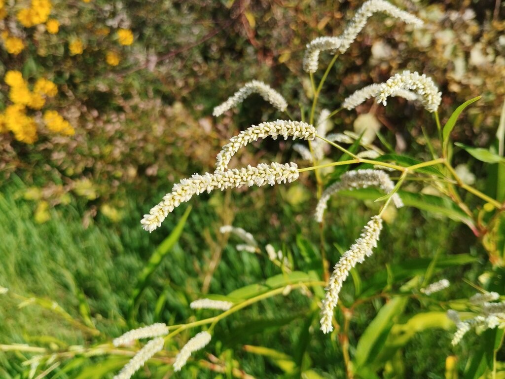 Persicaria lapathifolia; photograph (c) Josep Gesti, some rights reserved (CC BY-SA)