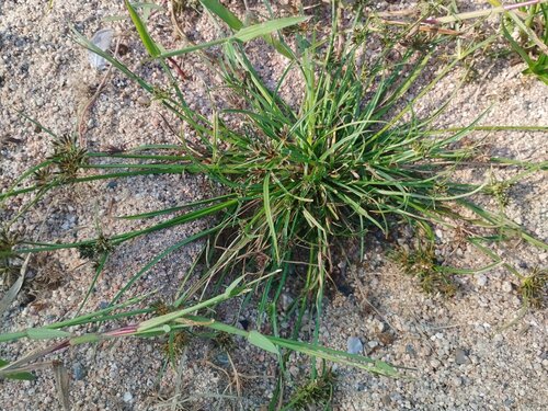 Cyperus fuscus, photograph 4