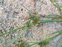 Cyperus fuscus, photograph (c) Josep Gesti, some rights reserved (CC BY-SA)