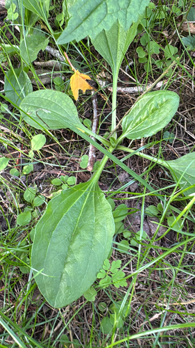 greater plantain
