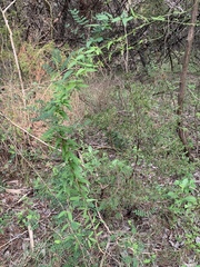 Metastelma barbigerum