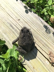 Anaxyrus americanus