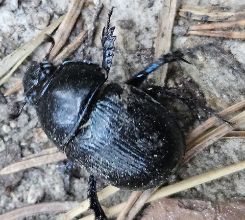 Woodland Dor Beetle
