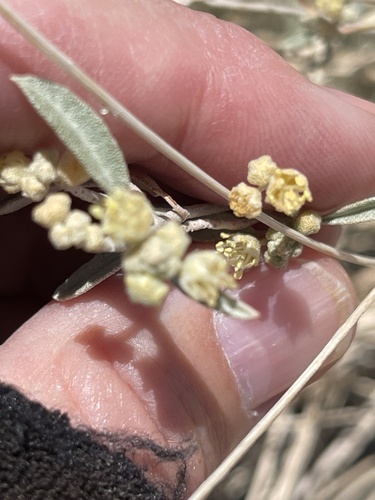 Croton californicus, photograph 4