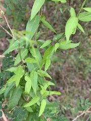 Metastelma barbigerum