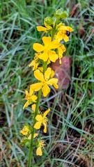 Agrimonia eupatoria, photograph (c) James Fowler, some rights reserved (CC BY)
