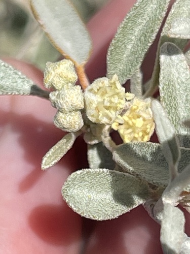 Croton californicus, photograph 1