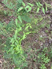 Metastelma barbigerum