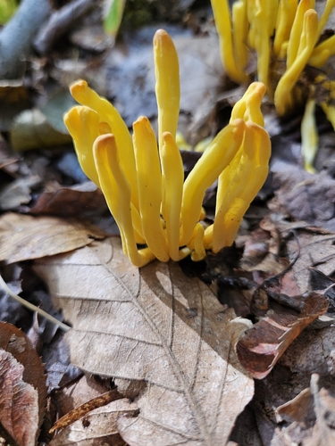 Golden Spindles