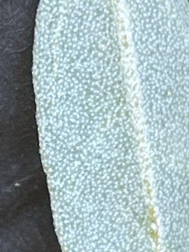 Croton californicus, photograph 2