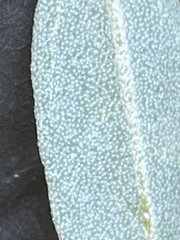 author not stated, no rights reserved Croton californicus, photograph author not stated, no rights reserved