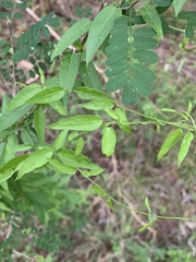 Metastelma barbigerum