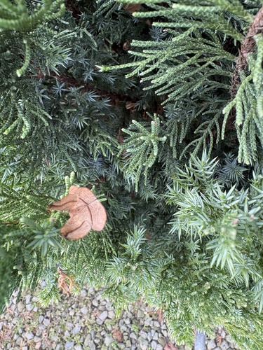 Juniper Geometer Moth