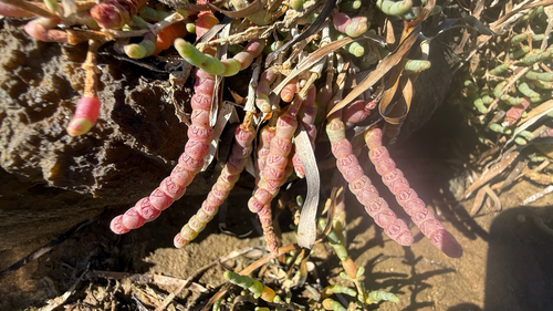 shrubby marsh samphire