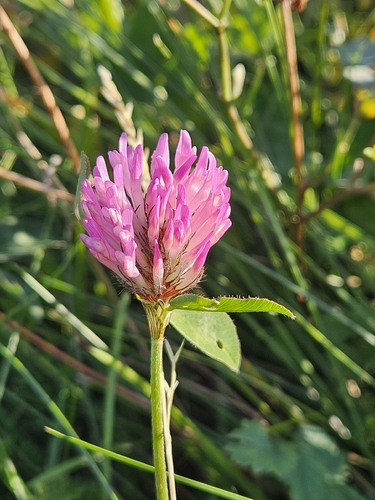 Red Clover