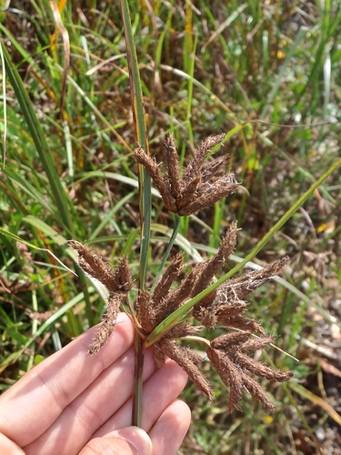 sea clubrush