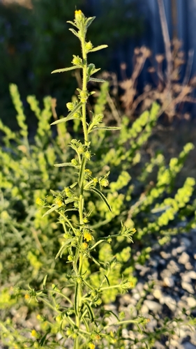 Dittrichia graveolens, photograph 3