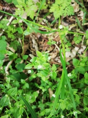 Moehringia trinervia
