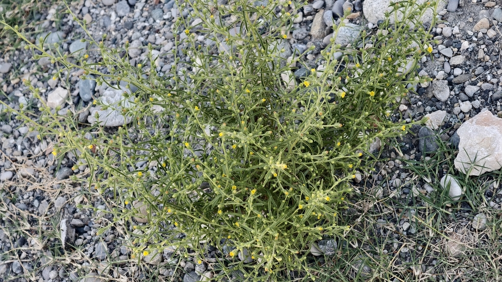 Dittrichia graveolens; photograph (c) fmunoz, some rights reserved (CC BY)