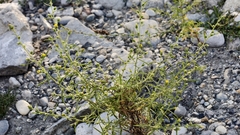 (c) fmunoz, some rights reserved (CC BY) Dittrichia graveolens, photograph (c) fmunoz, some rights reserved (CC BY)