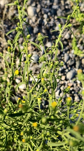 Dittrichia graveolens, photograph 6