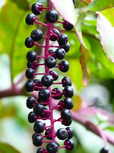 American pokeweed
