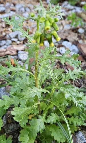common groundsel