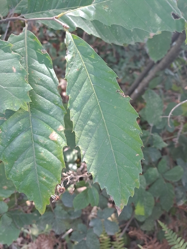 Sweet Chestnut