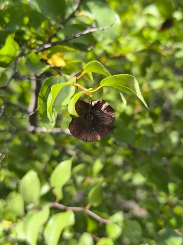 Paliurus spina-christi, photograph 3