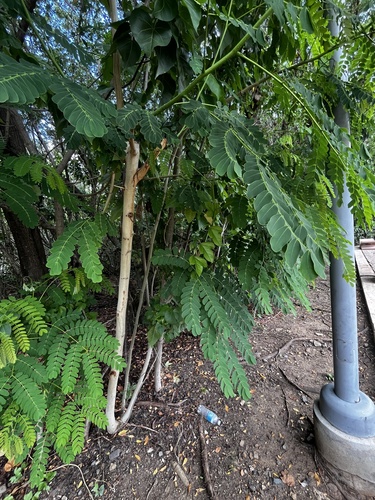 Albizia procera observed 2026-09-26