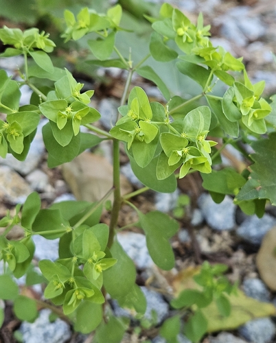 Petty Spurge