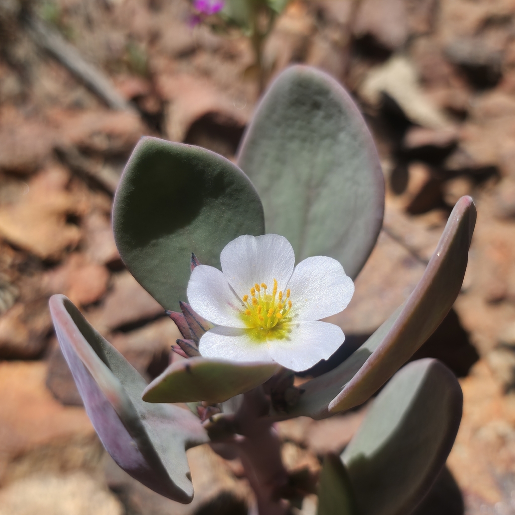 Cistanthe floresiorum