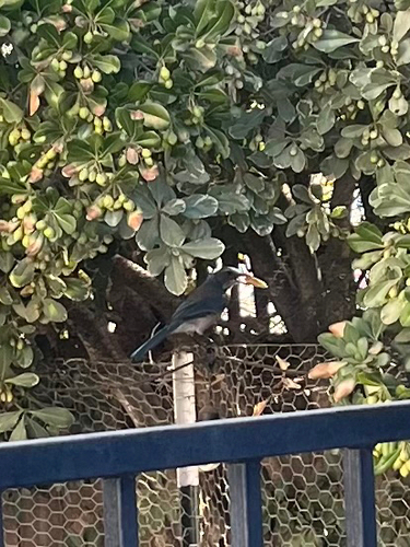 California Scrub-Jay