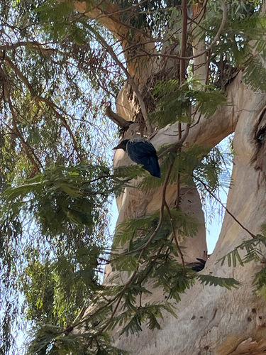 Hooded Crow